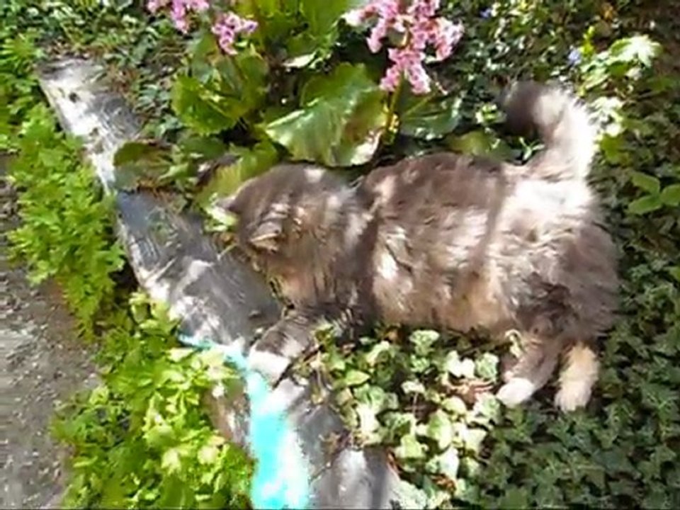 Film på Revis 10 Maj - 11.  Med musik.