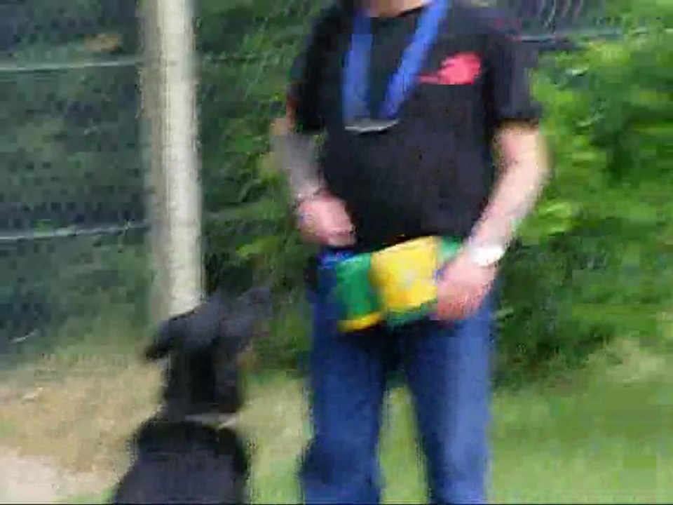 véga entrainement obéissance le 10 05 2011