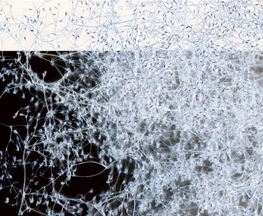 Olsen and the Hurley Sea – Dancing In Circles