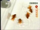 Animaux dresseur poissons rouges