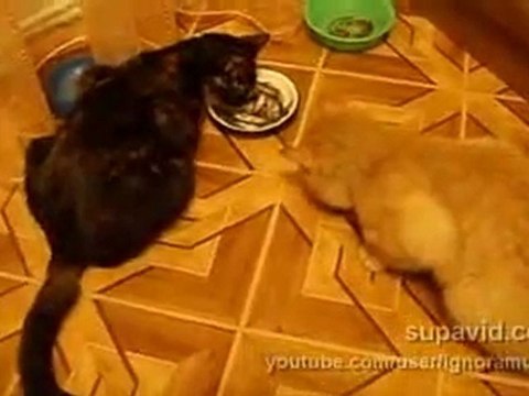 Кошачий беспредел/cat(strangeworlds.at.ua)