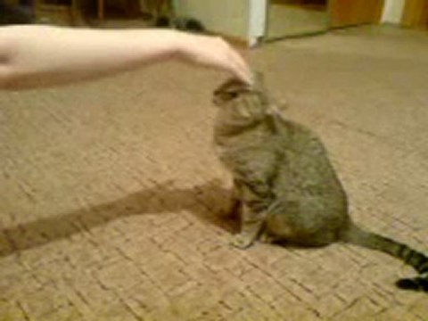 Не выдержал издевательств хозяйки/cat(strangeworlds.at.ua)