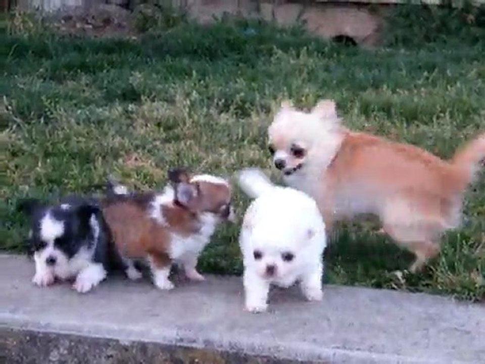 Bébés en pleine action.