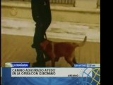 Perro adiestrado participó en la Operación Gerónimo