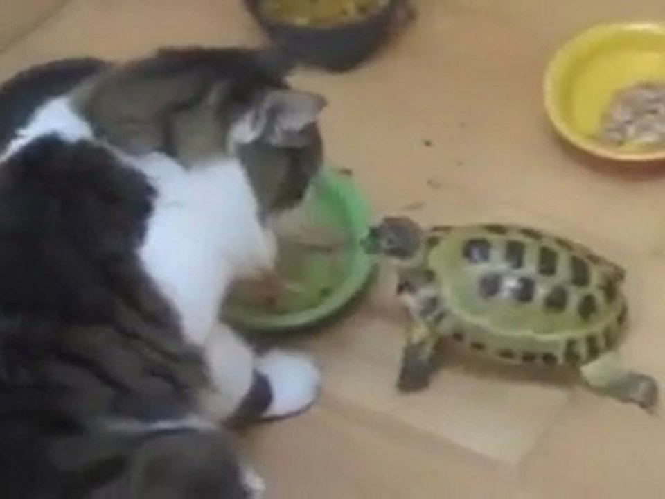 Une petite tortue opiniatre fait fuir un chat - Turtle wins food battle against cat