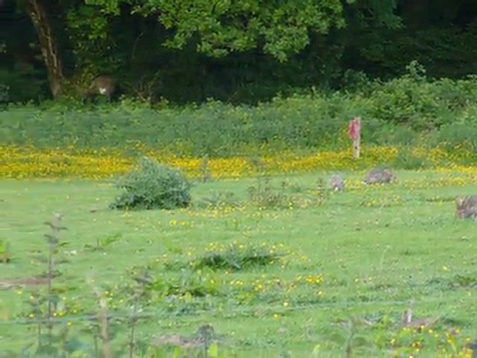 Le printemps des lapins de garenne ( Rallye de Beauport Mai 2011)