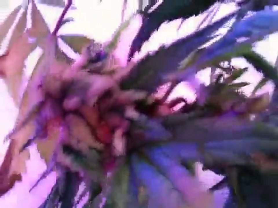 MASTER KUSH FULL GROWTH