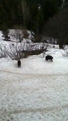 Sangliers à Courchevel
