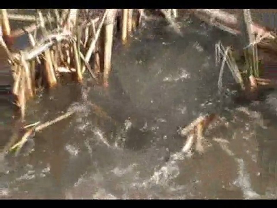 fraie des carpes au printemps chez nous au Quebec