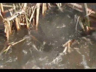 fraie des carpes au printemps chez nous au Quebec