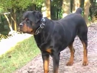 Como Educar a un Rottweiler Cachorro