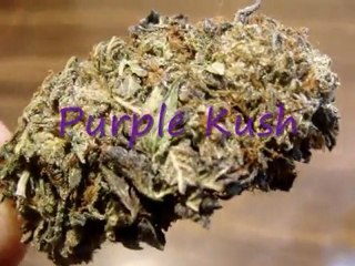 Purple Kush 2011