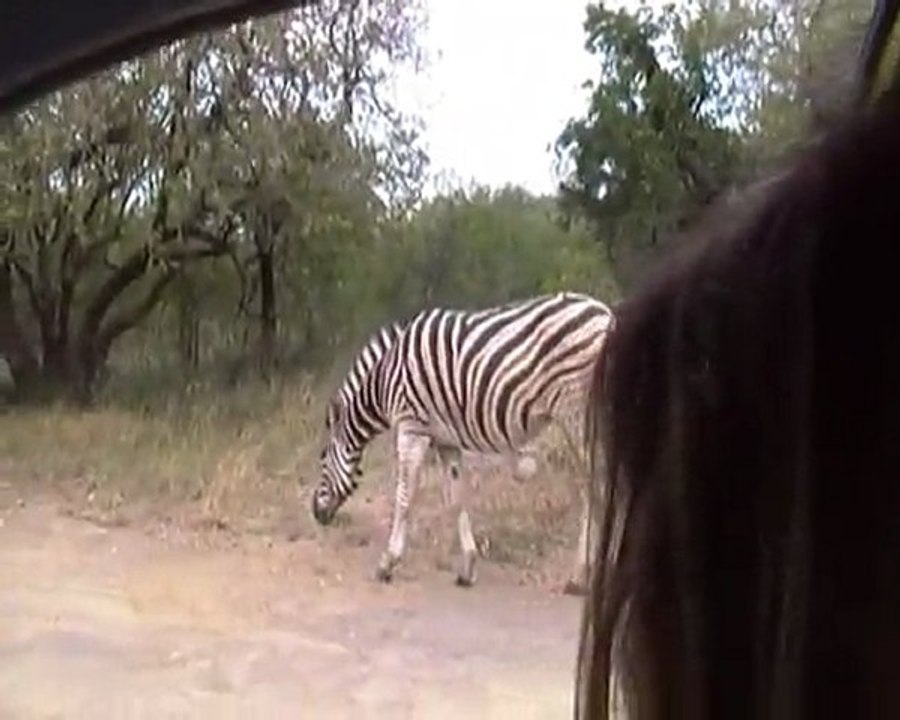 Zèbre qui se roule par terre (parc Humfolozi dans le Zululand en Afrique du Sud)