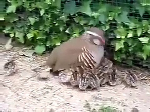 Kınalı Keklik Ve Yavruları ..