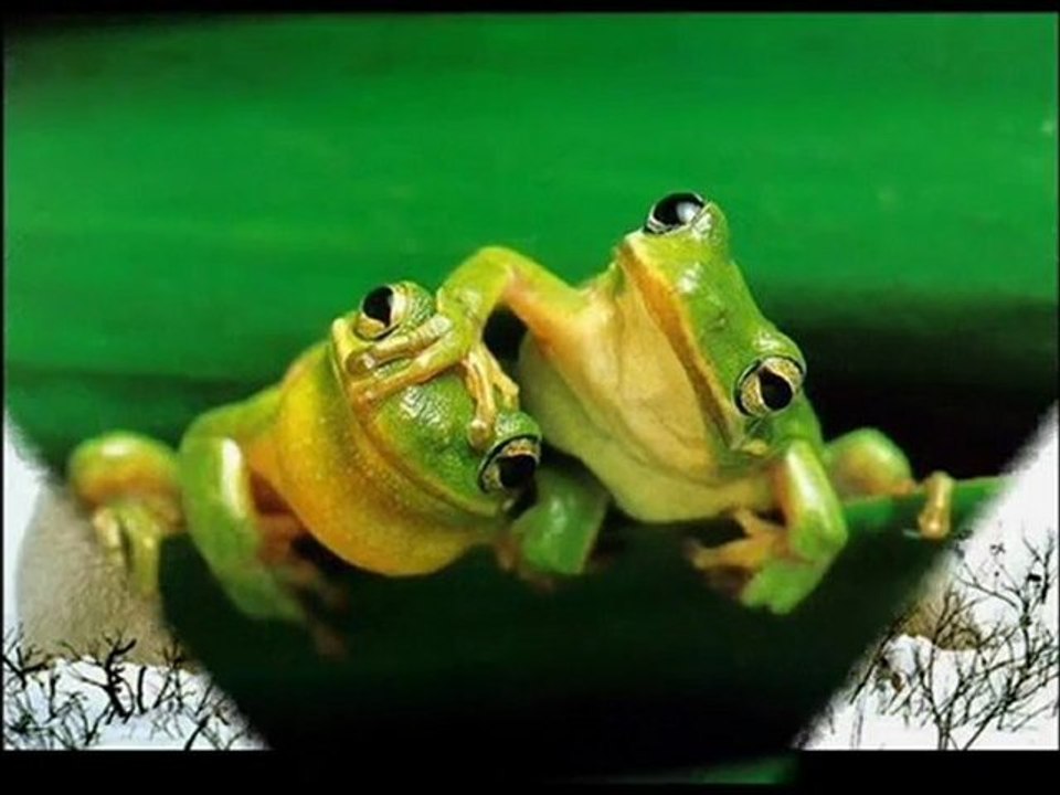 Ah! O amor    Musica e imagens de amor entre os animais