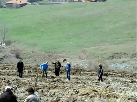 ÇORUM ALACA & KARGIN KÖYÜ & 2011 YILI ÇAM DİKENLER.