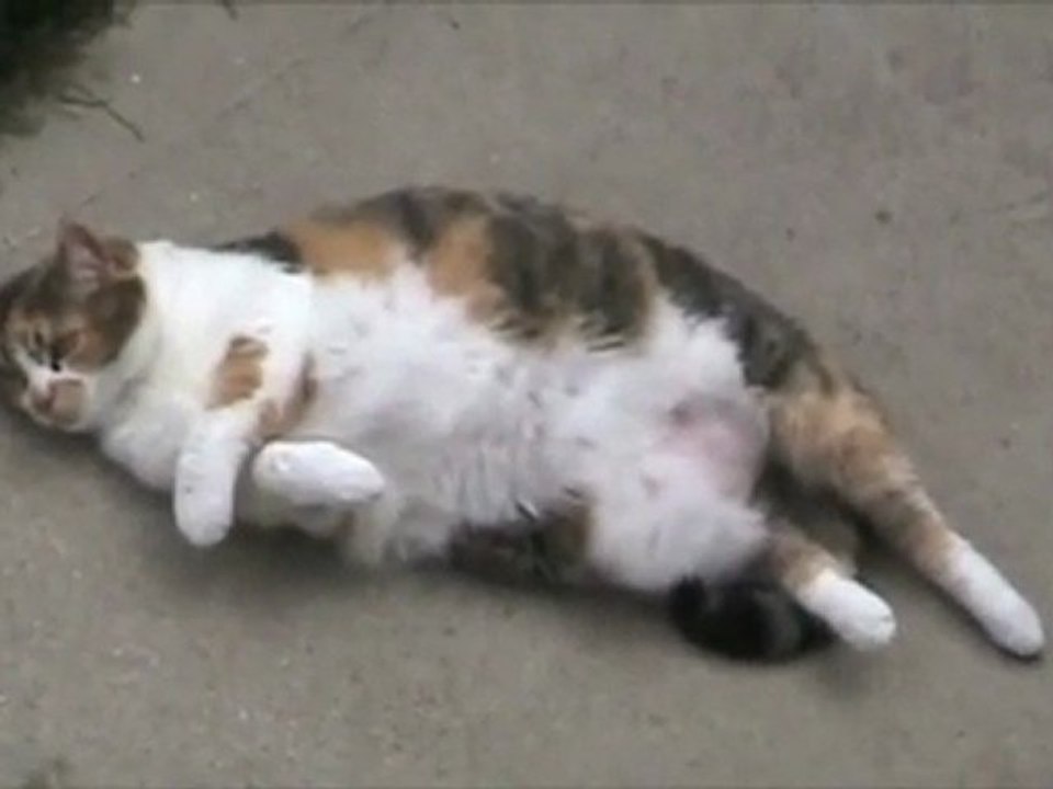 Il gatto più pigro