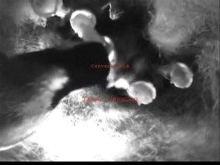 mésanges 3 (4jours)