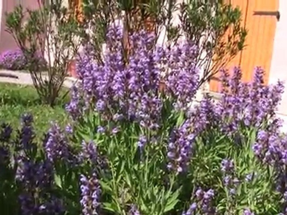 mes fleurs debut mai 2011