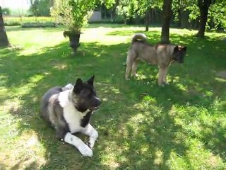 Tahoe et Shina sous le soleil