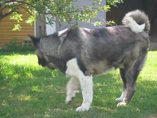 Tahoe pose ds le jardin