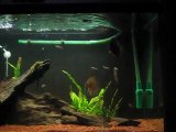 emre ejder 200 lt aquarium discus & plant