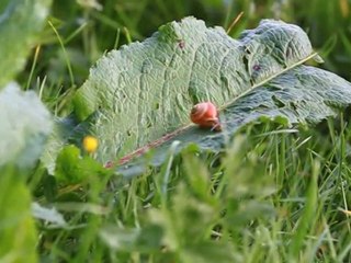 l'escargot sort de sa coquille