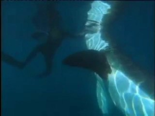 Shark Park by filmmaker Greg Huglin, a 'shark encounter'