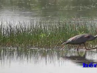 oiseaux à la pêche, de Michel Biégnon  >>>> également sur mfk-photos-nature.over-blog.com