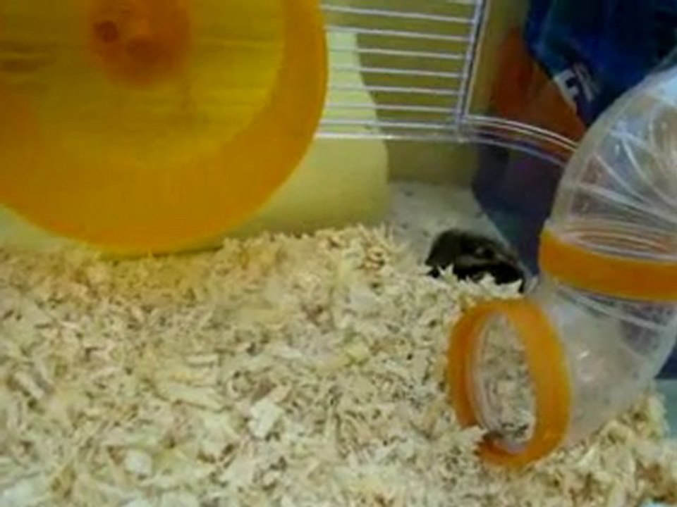 Notre hamster dort