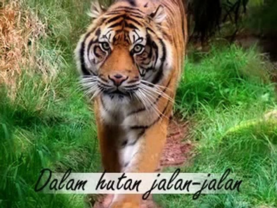 Macan Hutan - DEBU