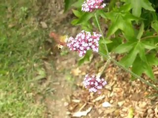 Sphinx-Gazé en vol.