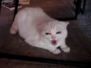 Non rompetegli le scatole