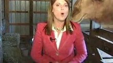 Il cammello mangia i capelli della reporter