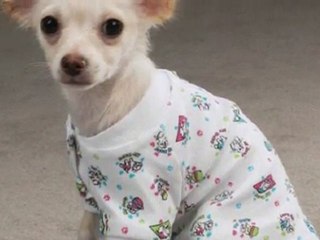 Dog Pyjamas Keep Your Little Dog Warm