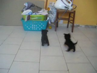 les amours du domaines GRAFFITI ET GLAMOUR A 2 MOIS