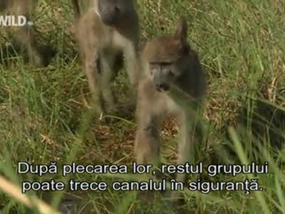 Primate - Babuinul (2)