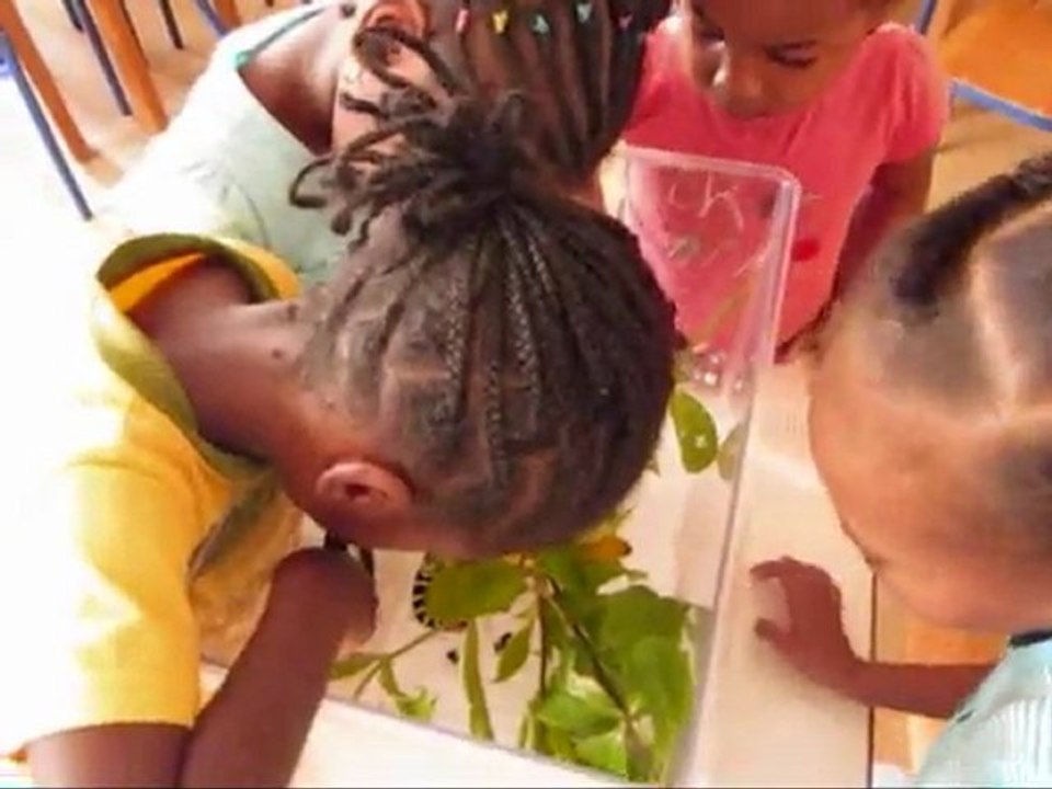 Observation des chenilles