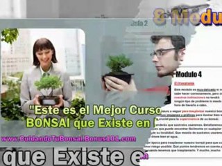 cuidado de bonsai - como hacer bonsai - como cuidar un bonsai - cursos de bonsai