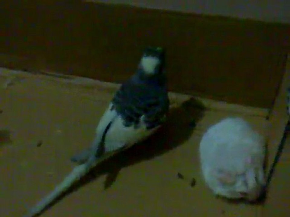 bulut vs hamsters