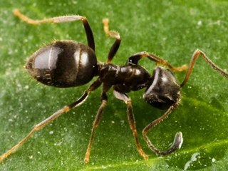 Pest Control Newport Beach