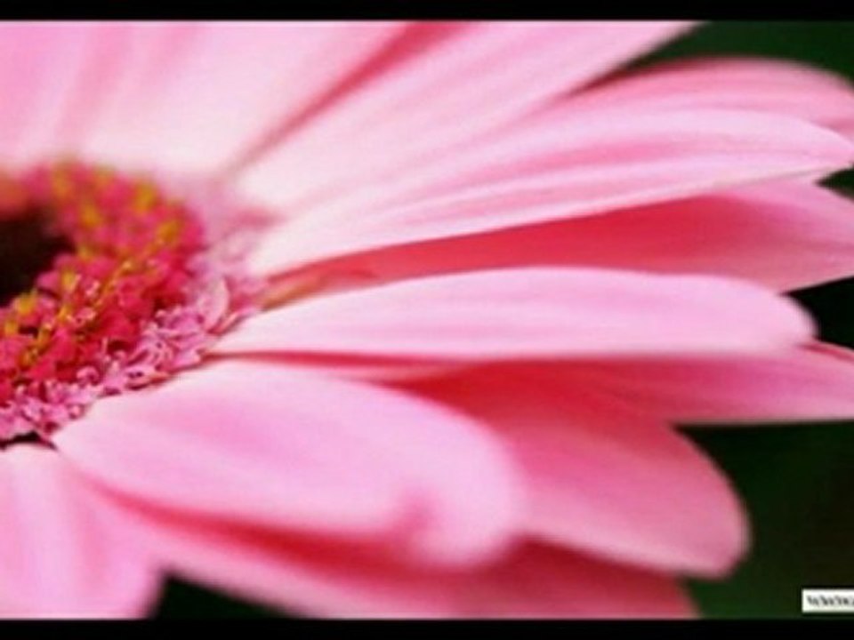 DESPERADO &  LOS LOBOS  & ANTONIO BANDERAS [HD]