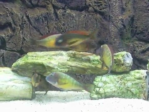 Tropheus Red Rainbow Kasanga 2011