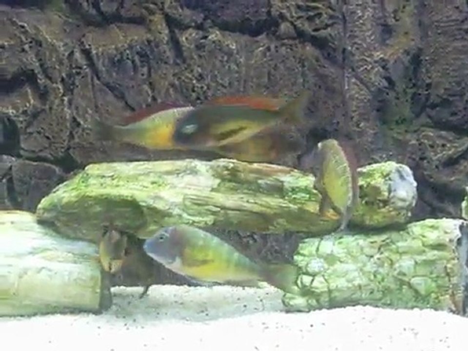 Tropheus Red Rainbow Kasanga 2011