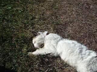 Un chat très calin!