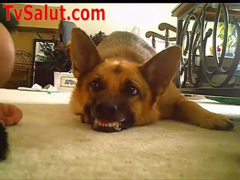 Собака и пылесос