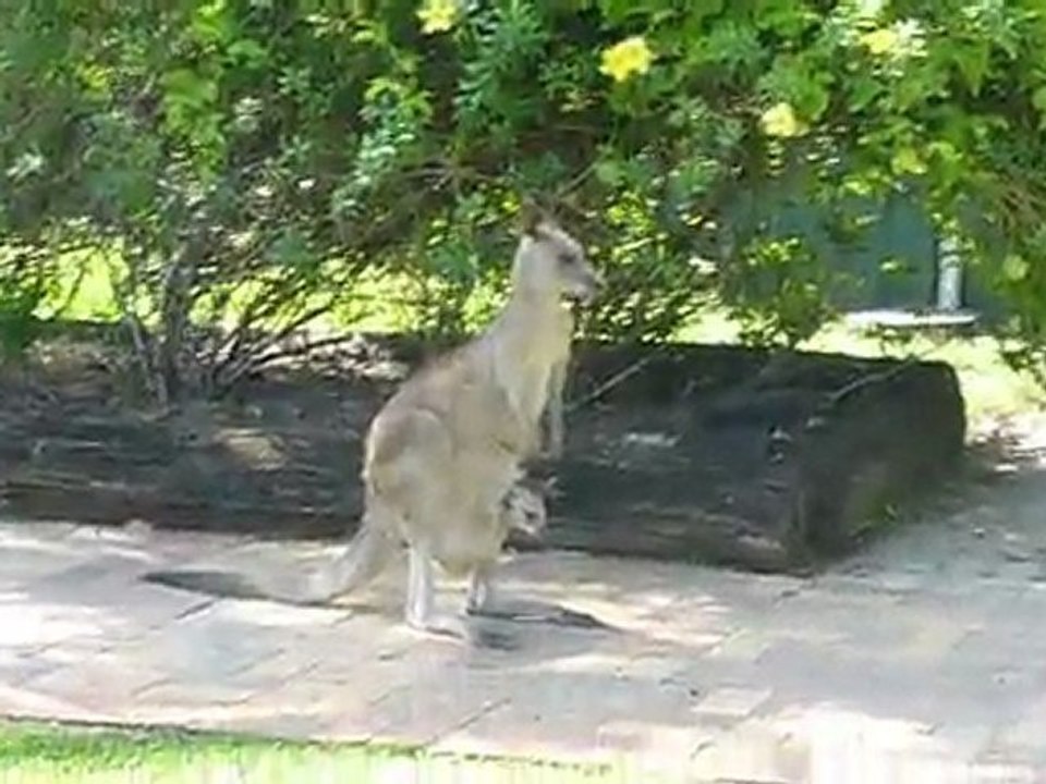 Wallabies (Australie)