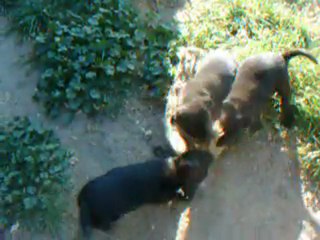 Chiot Diego X Darkangel