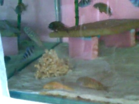 frontosa kalolo blue ve tropheus ilangi yellow yavru