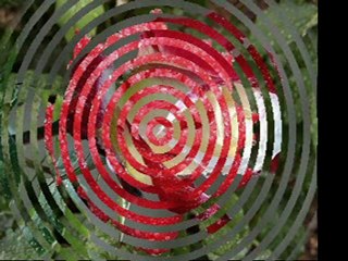 Sãndel Spînu - Floare de dor